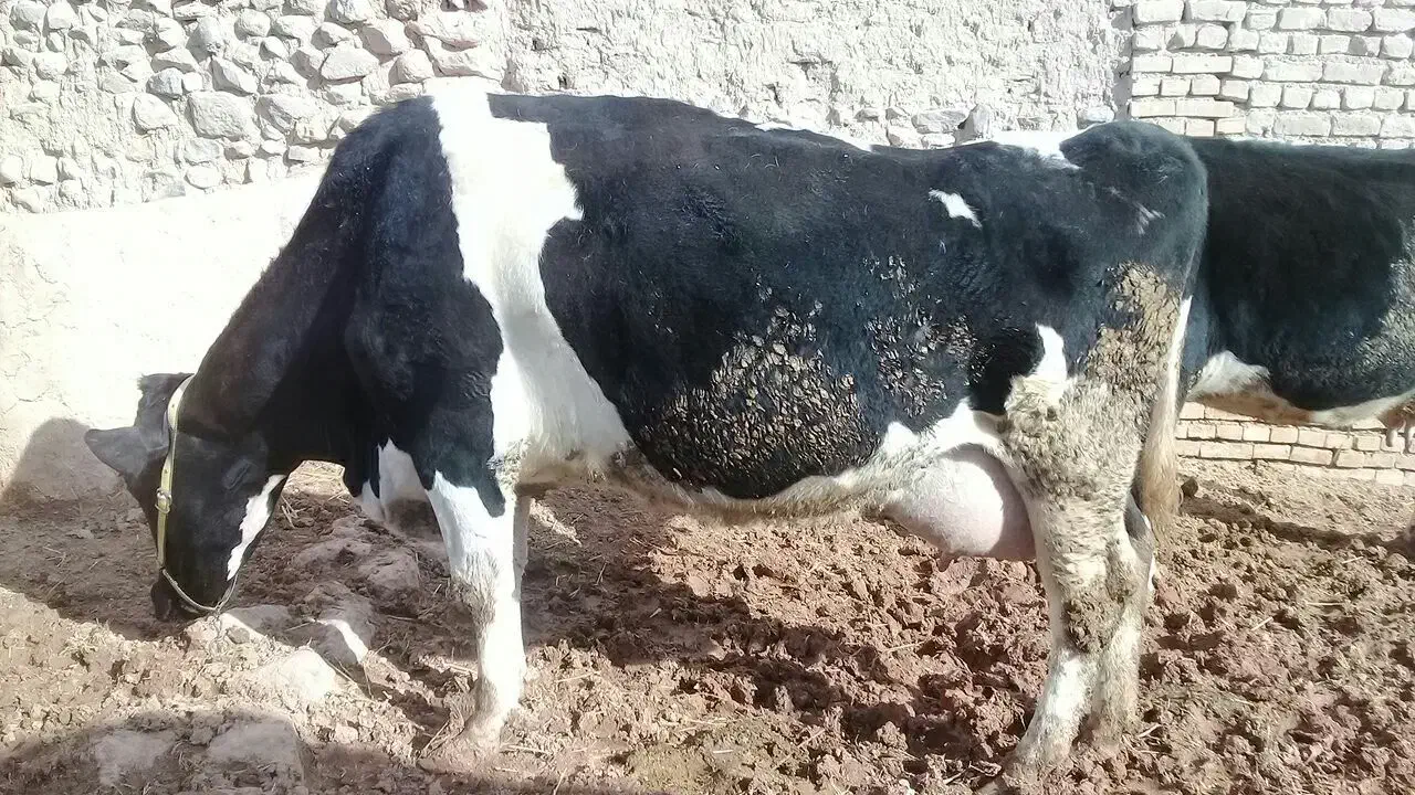 یک عدد گاوه شیری ۳۰کیلویی|حیوانات مزرعه|شیروان (خراسان), |دیوار