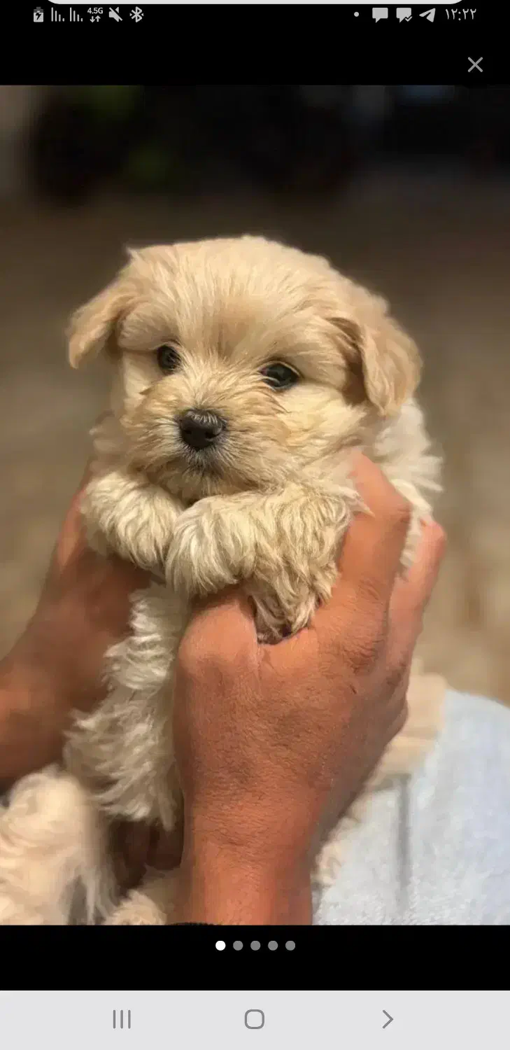 هاپو سه تا نژاد|سگ|مشهد, الهیه|دیوار