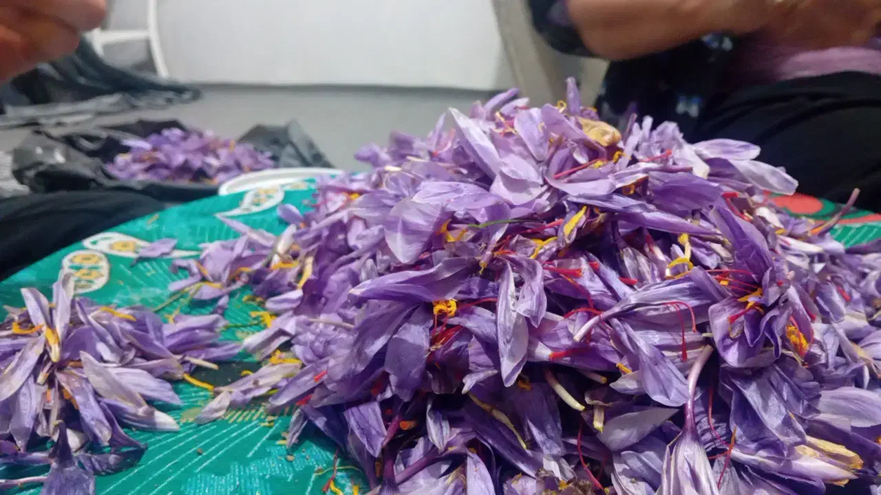 زعفران  اعلا امسالی|خوردنی و آشامیدنی|تهران, جی|دیوار