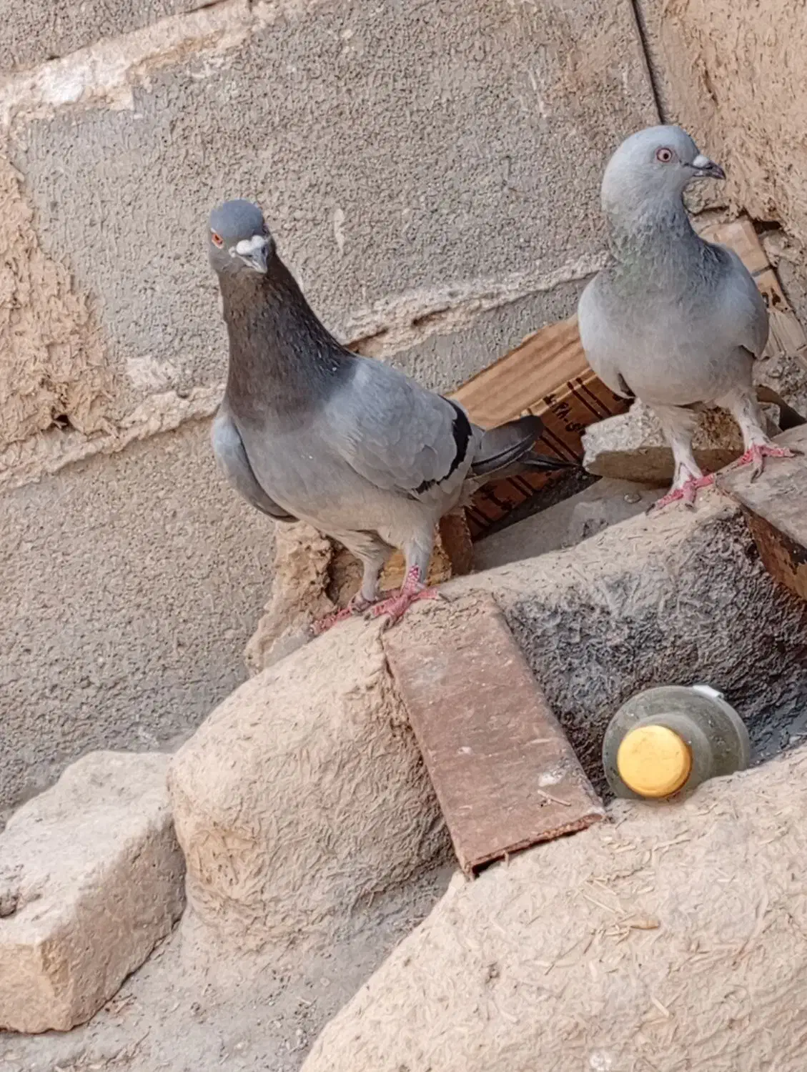 کبوتر سبز کوهی|پرنده|تهران, جیحون|دیوار