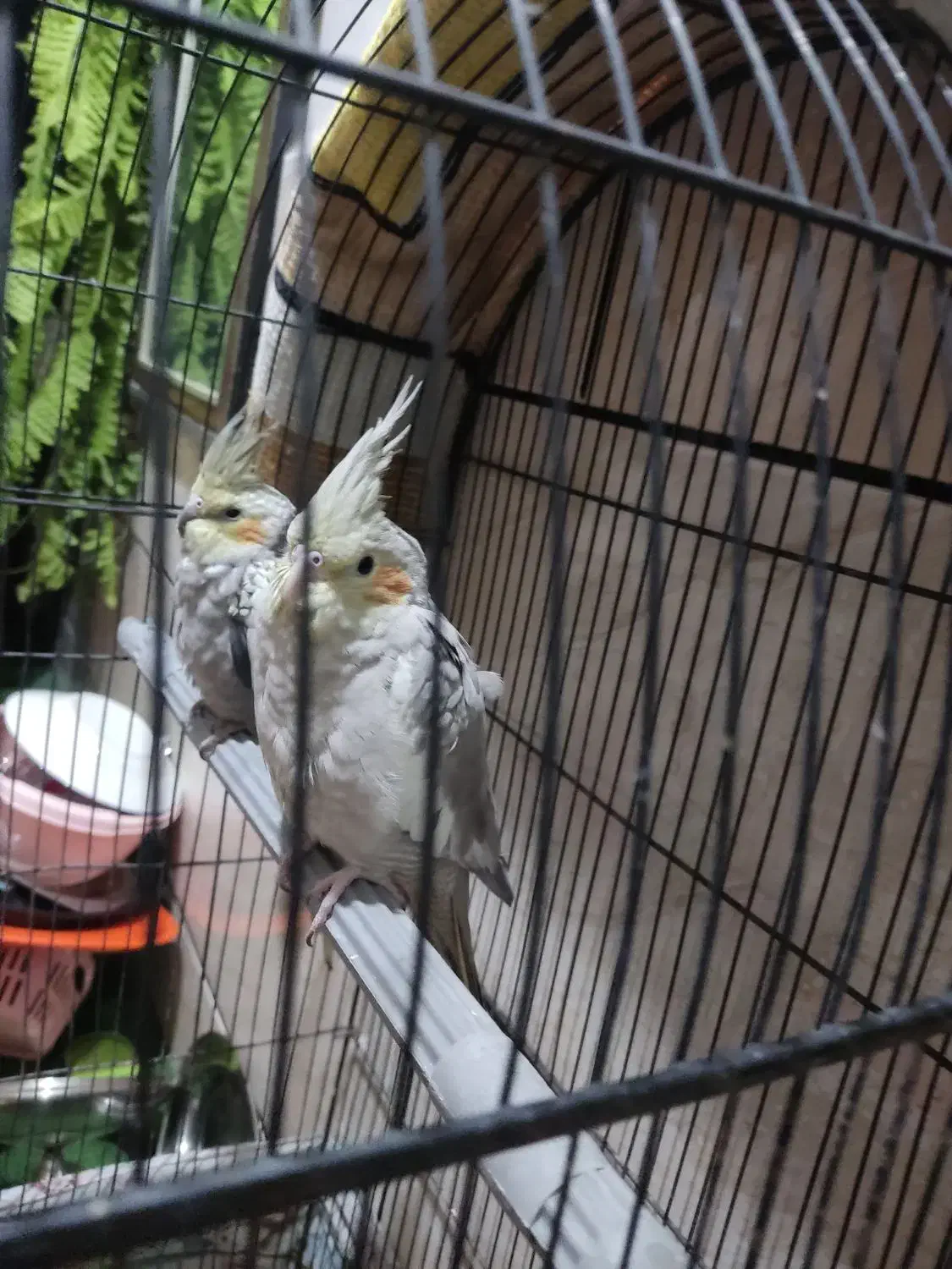 عروس پاریس|پرنده|کارون, |دیوار