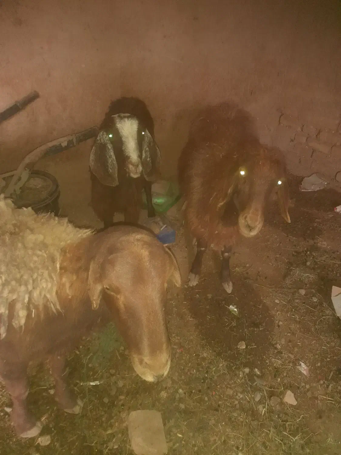 گوسفند وبزیک ساله|حیوانات مزرعه|تربت جام, یحیی آباد|دیوار