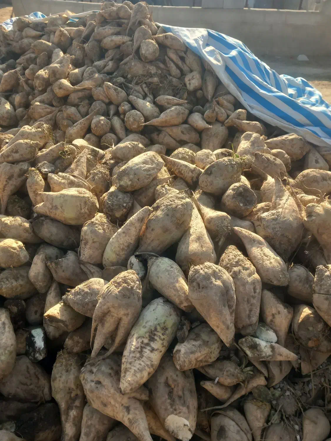 چغندر|عمدهفروشی|میاندوآب, |دیوار