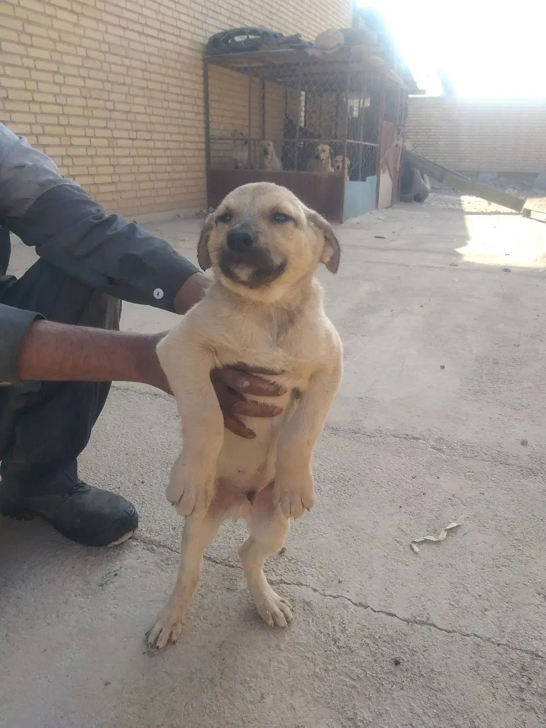 واگذاری سگ نژاد میکس|سگ|سمنان, |دیوار