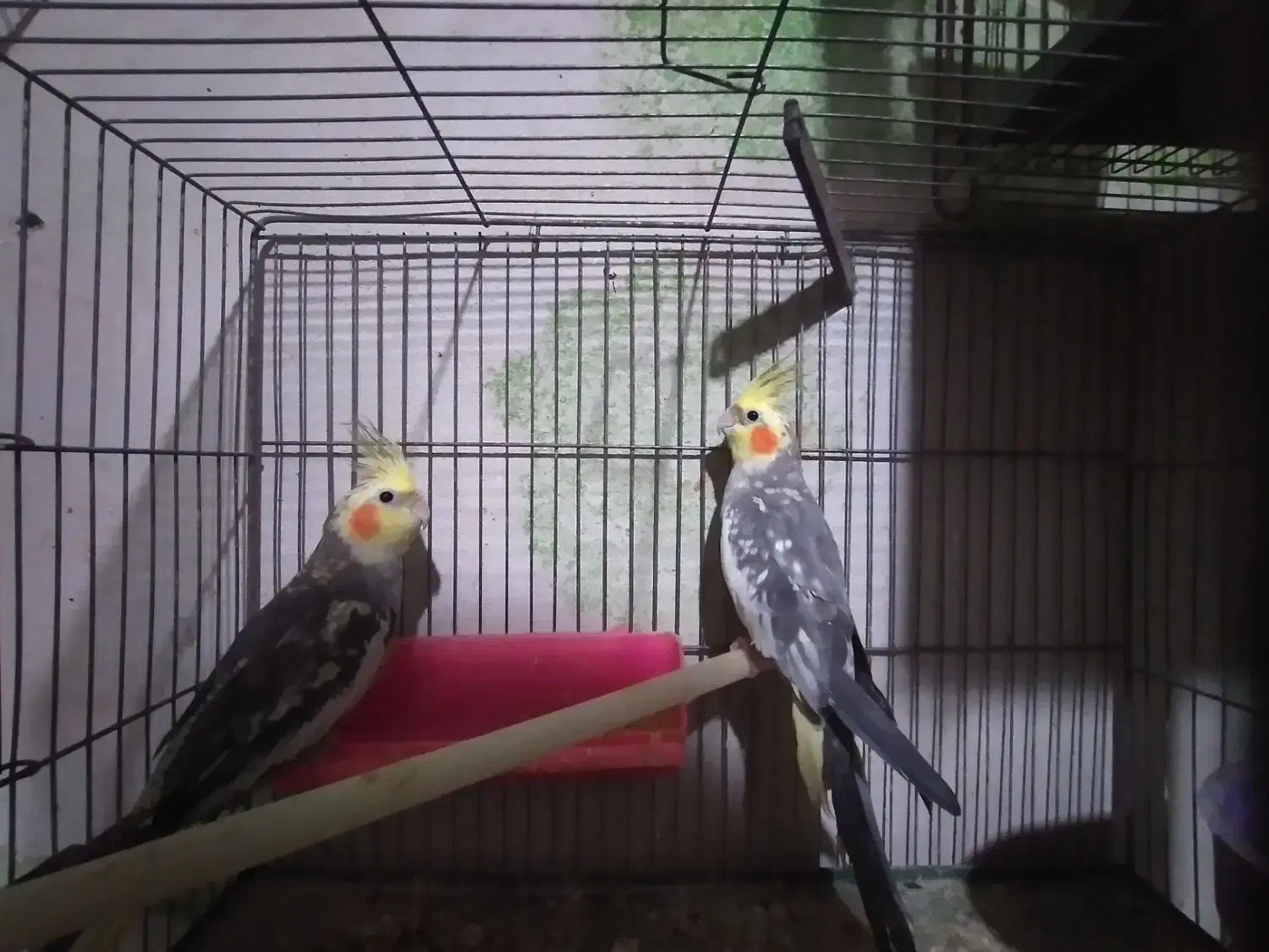 مرغ عشق وعروس|پرنده|پارسآباد, |دیوار