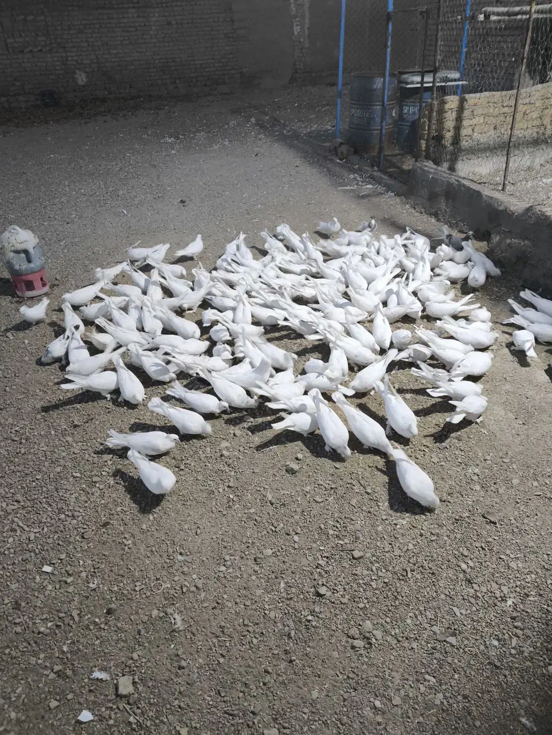 کبوتر کاکولی|پرنده|بشاریات, |دیوار