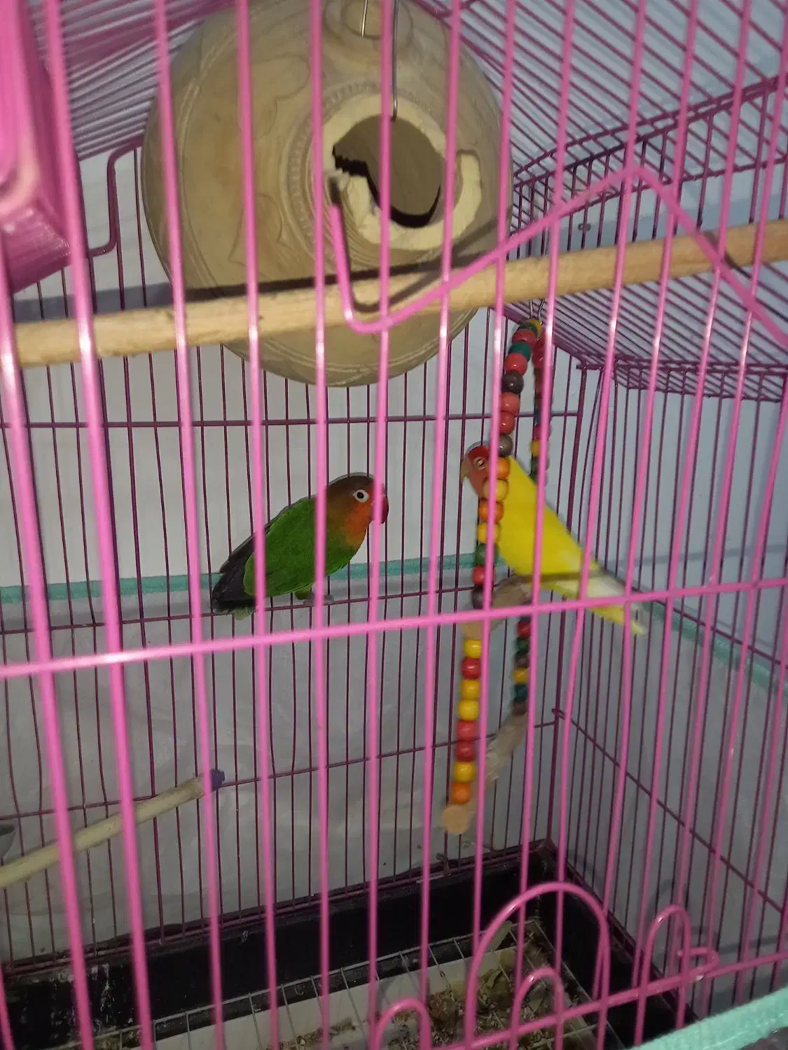 طوطی کوتوله|پرنده|بندرعباس, |دیوار