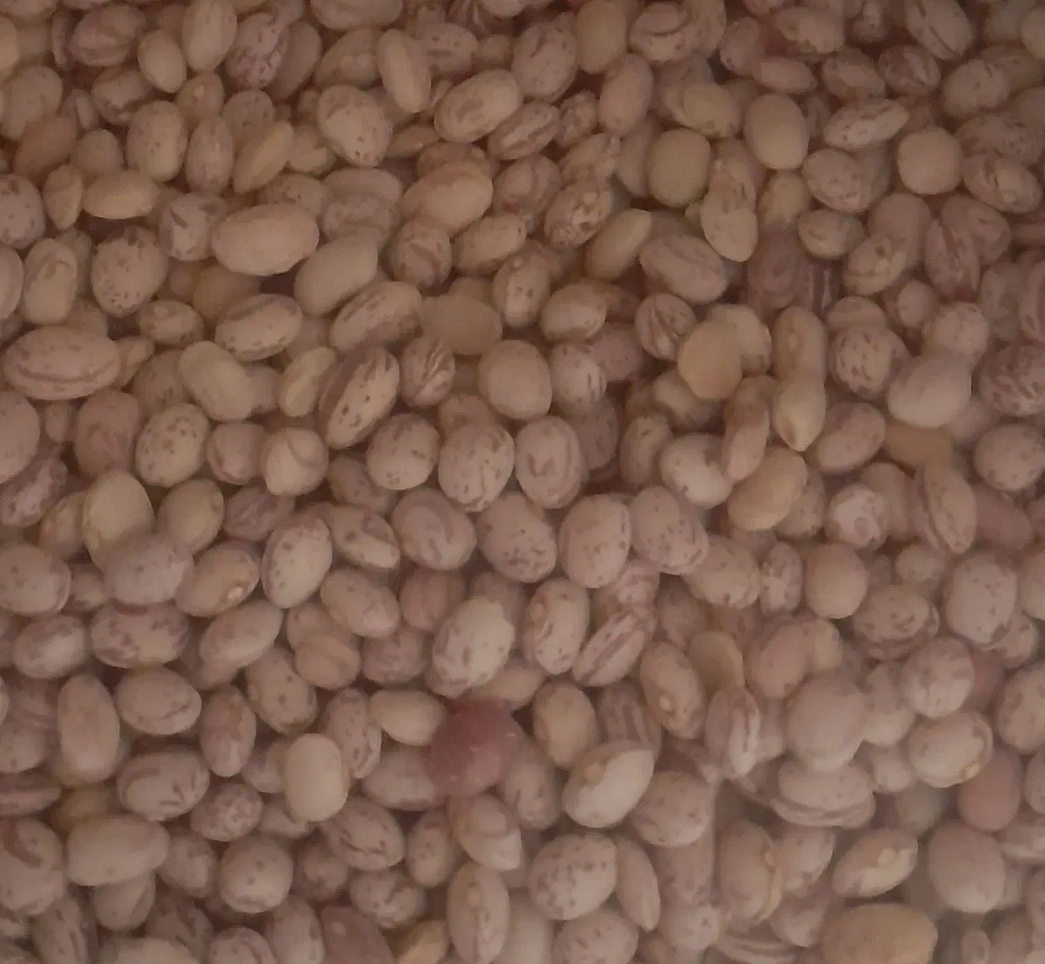 لوبیا چیتی|عمدهفروشی|سده (فارس), |دیوار