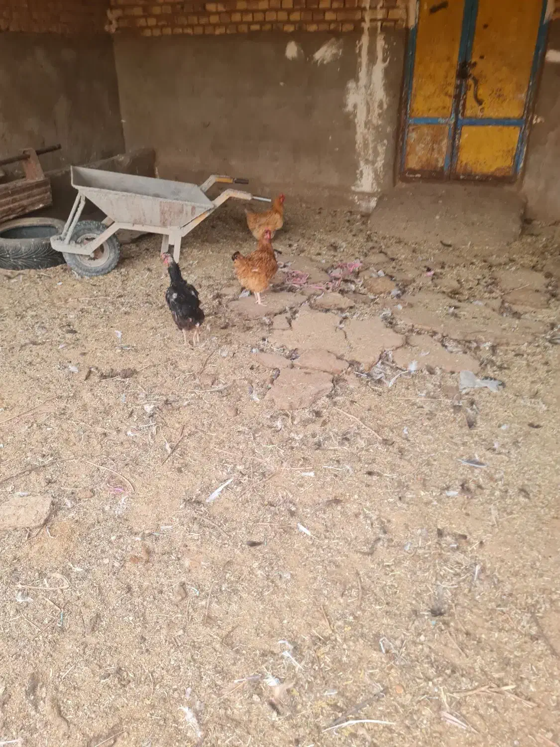 مرغ تخمی|حیوانات مزرعه|تربت جام, میان جام|دیوار