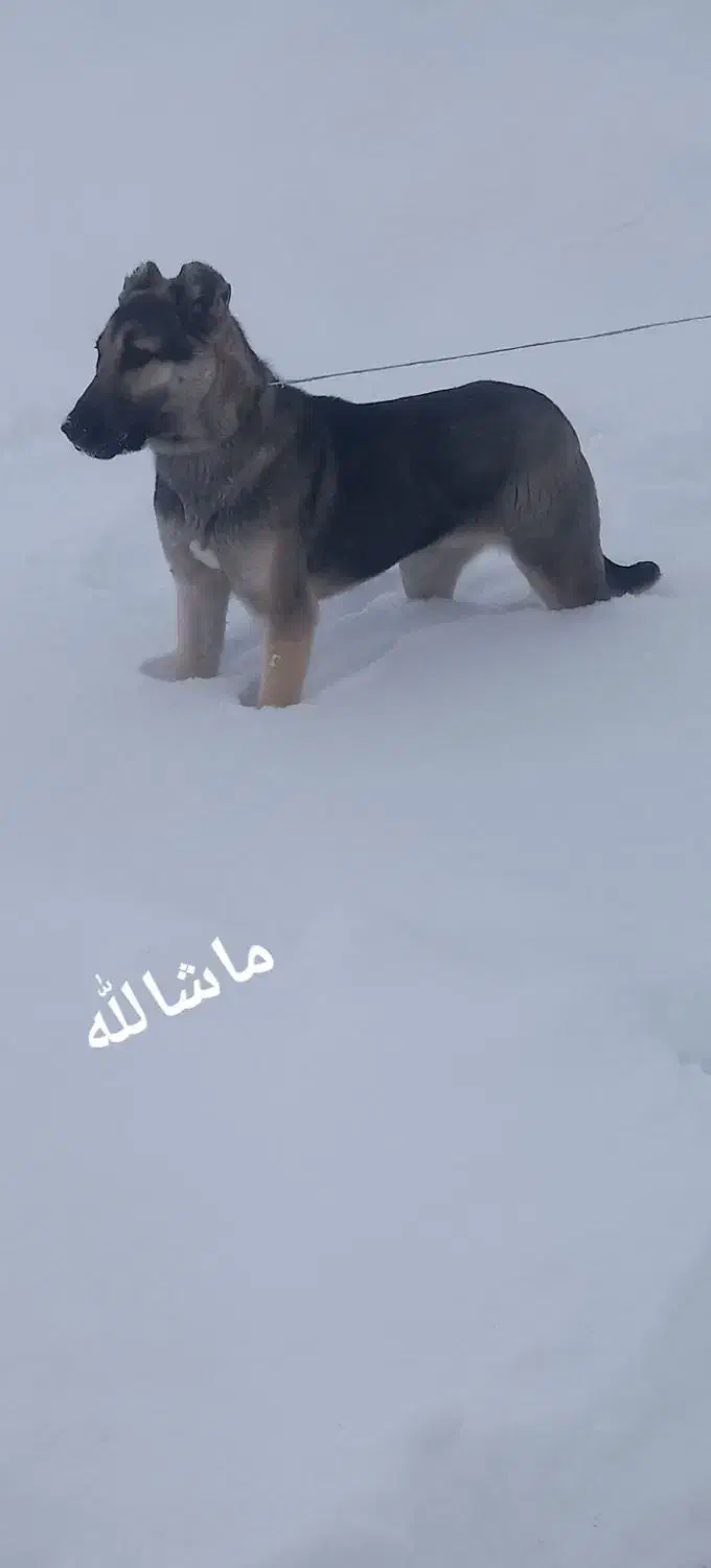 سگ خوب|سگ|نظر کهریزی, |دیوار