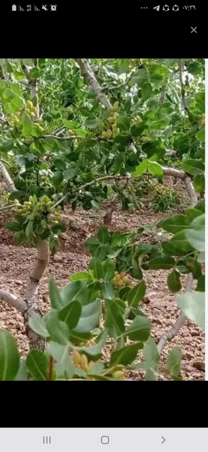باغ پسته 12 ساله با زمین خالی روستای خورزان|فروش زمین و ملک کلنگی|امیرآباد, |دیوار