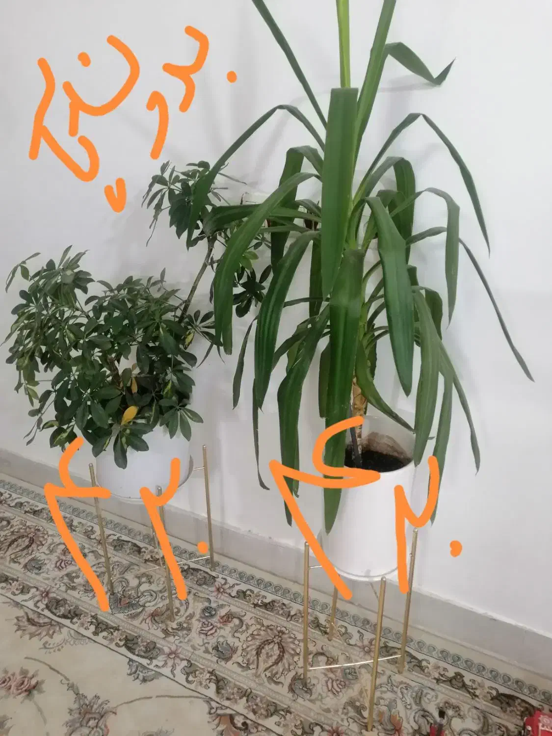 گل،بهترین هدیه روز مادر|گل و گیاه طبیعی|نیشابور, بزرگمهر|دیوار