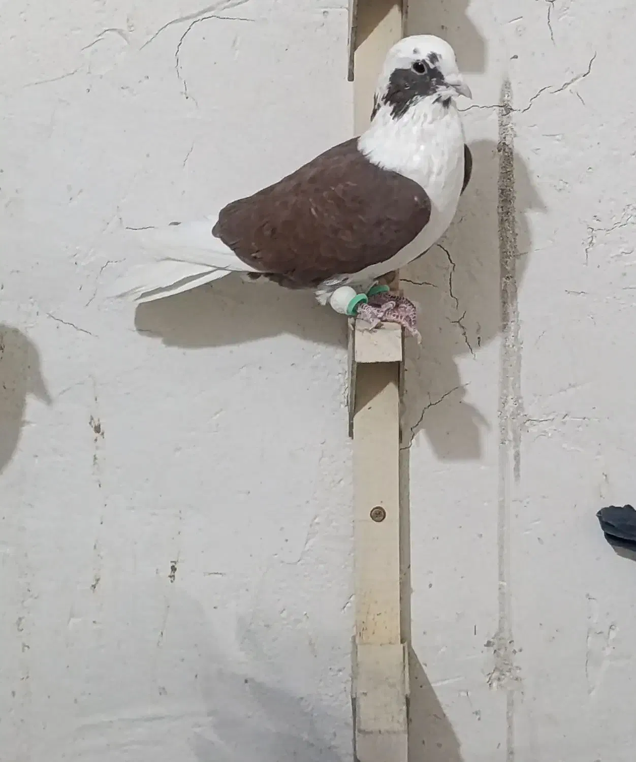 کفتر|حیوانات|شیراز, محراب|دیوار