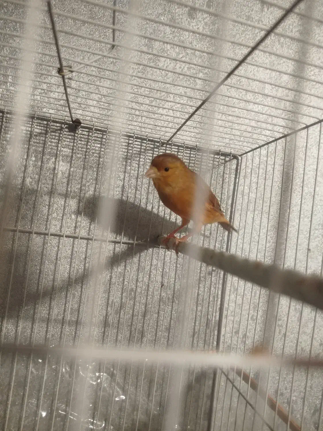 قناری ابلغ نر بخون|پرنده|مشهد, کشف|دیوار