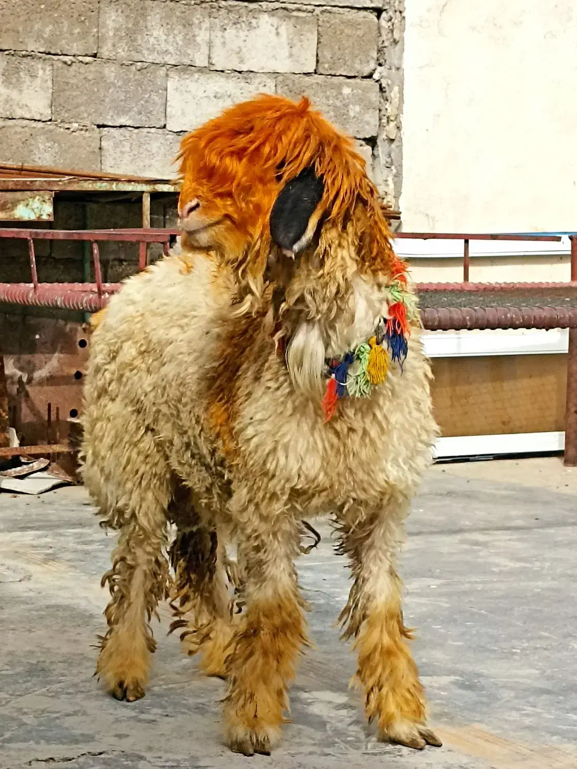 بره تخمی|حیوانات مزرعه|مسجد سلیمان, |دیوار