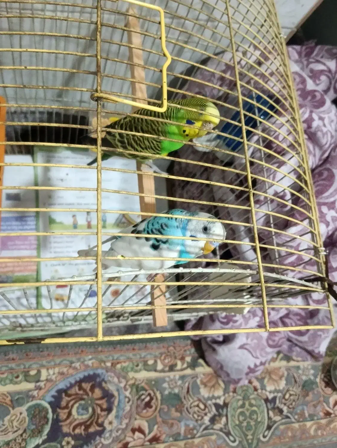 مرغ عشق|پرنده|قدس, شهر‌قدس|دیوار