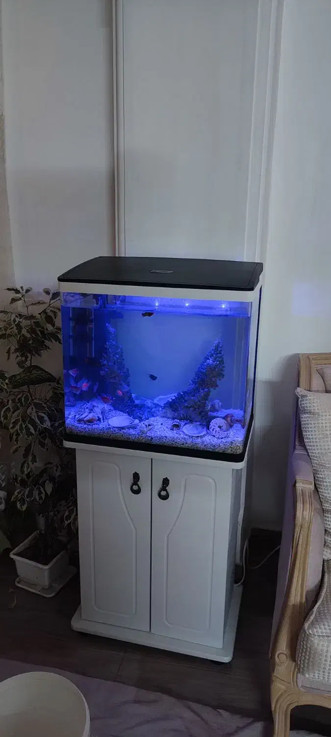 نصب و سرویس انواع اکواریوم|ماهی|گرگان, |دیوار