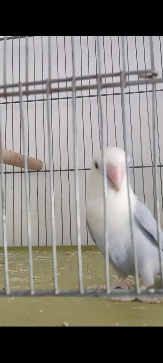 دوتا طوطی کوتوله|پرنده|داراب, |دیوار