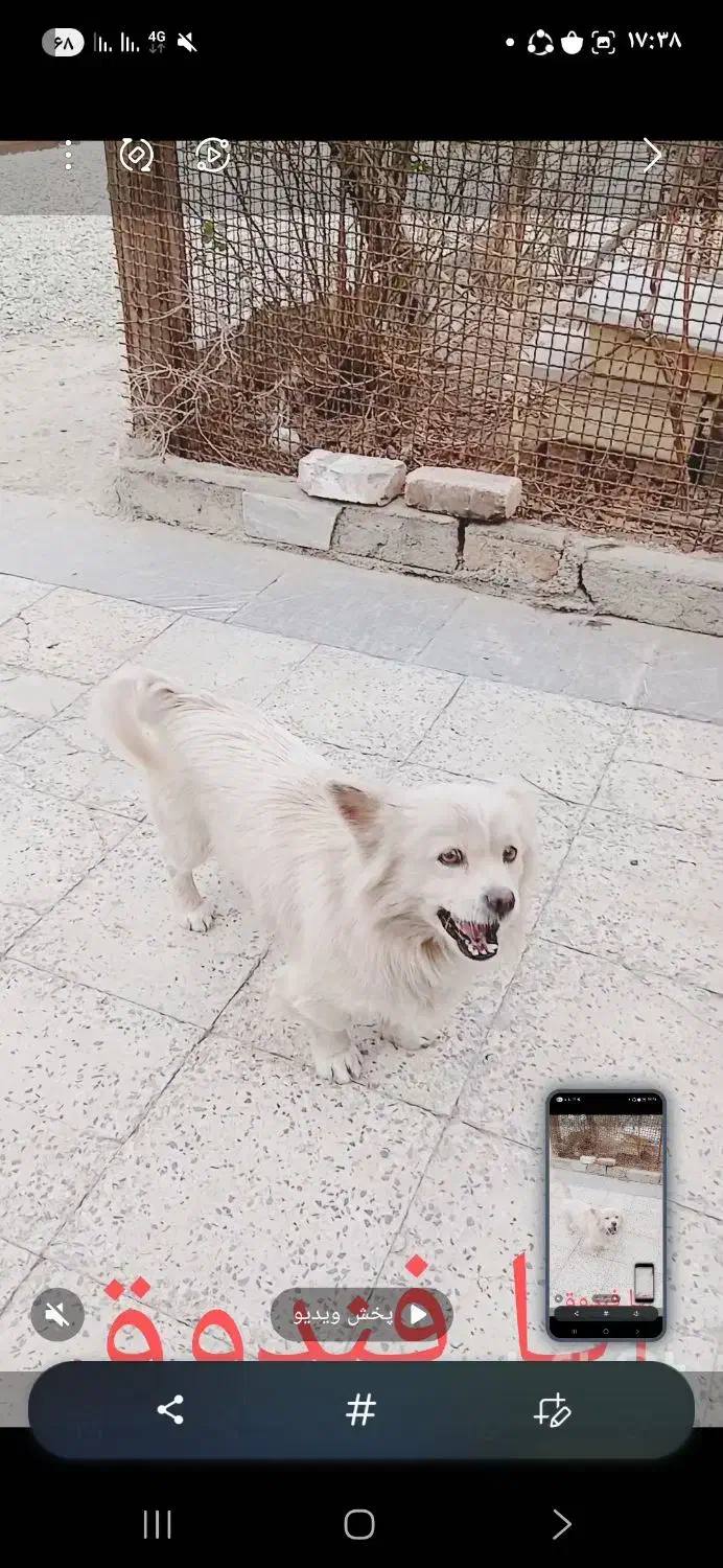 سگ پا کوتا|سگ|رباط‌کریم, شهرک صنعتی ده‌حسن|دیوار