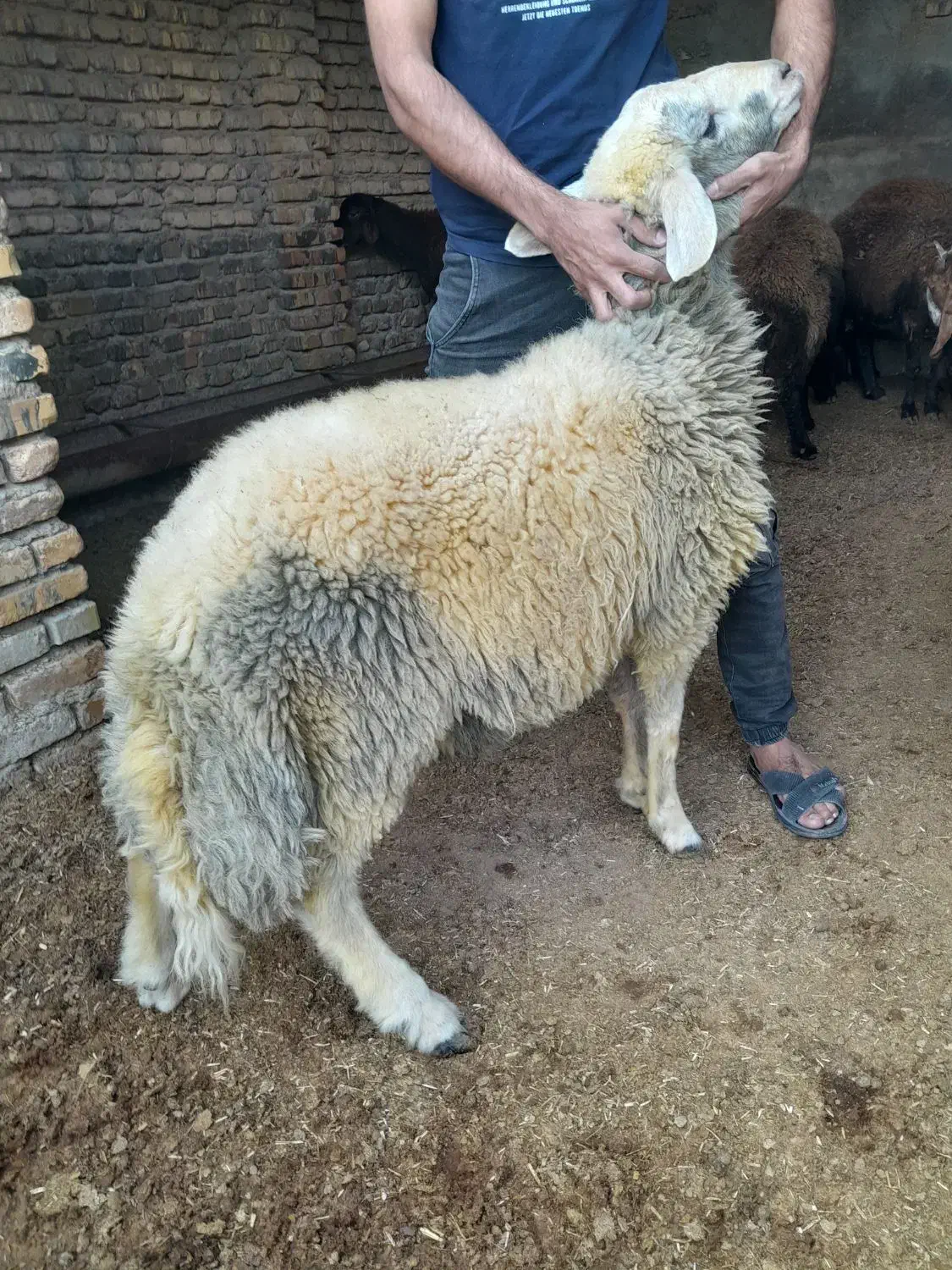 بره قوچ آس|حیوانات مزرعه|آق قلا, |دیوار