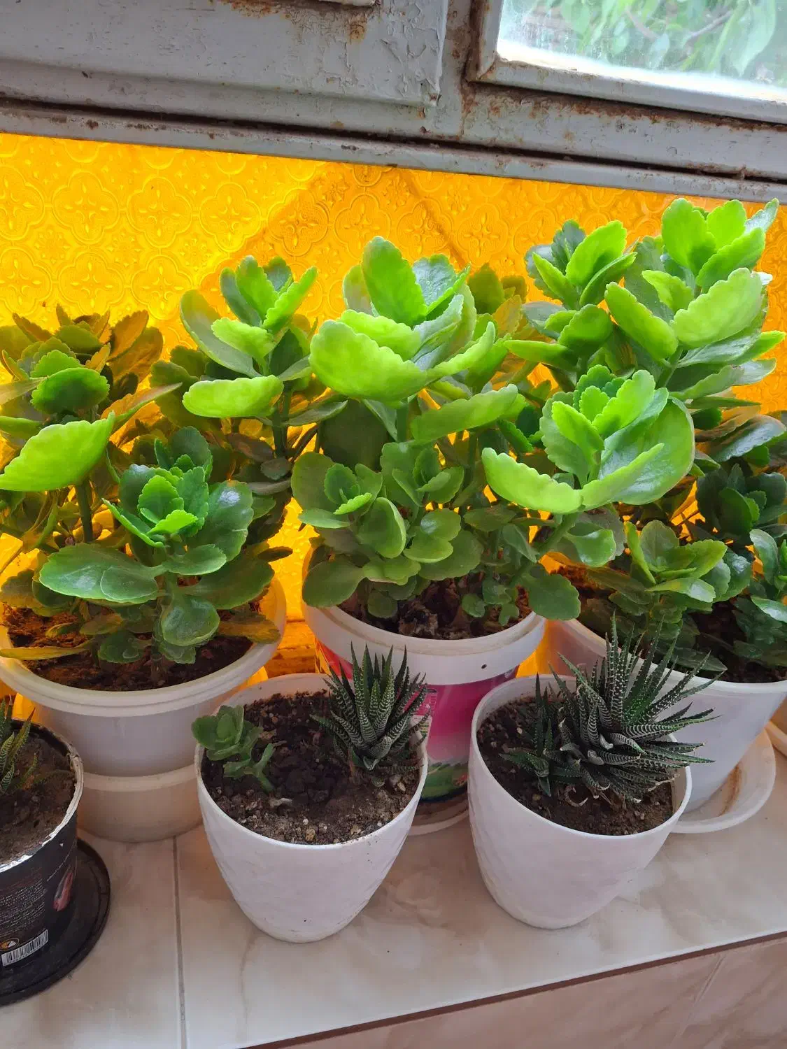 گل های زیبا|گل و گیاه طبیعی|مرند, |دیوار