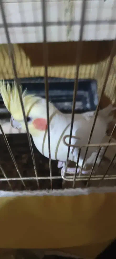 جفت عروس با تخم|پرنده|فسا, |دیوار