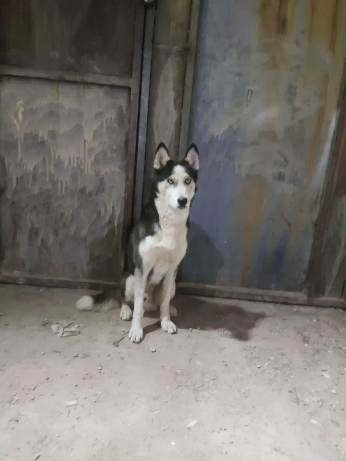 هاسکی|سگ|زاهدان, |دیوار