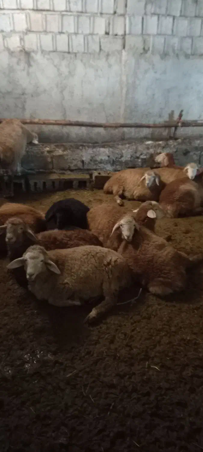 فروش بره‌ گوشتی|حیوانات مزرعه|مشگین شهر, |دیوار