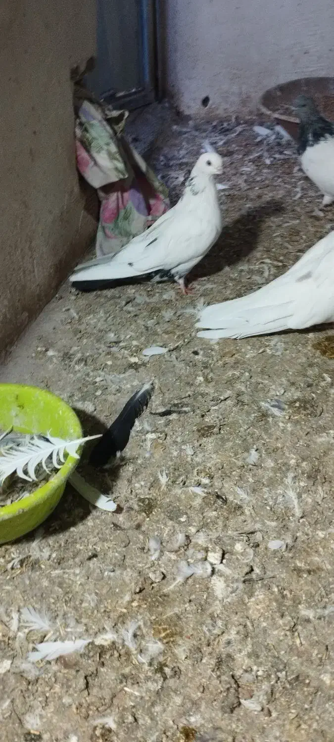 کبوتر|پرنده|میانه, |دیوار