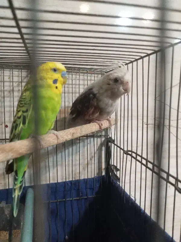 عروس  هندی|پرنده|شهر ری, شهادت|دیوار