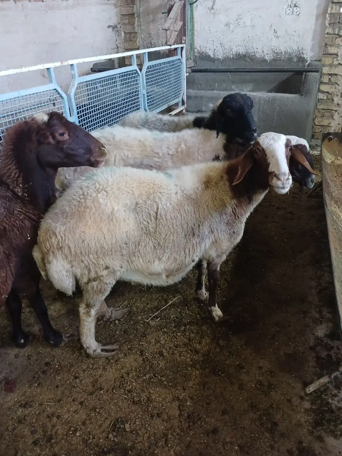 فروش بره وگوسفندزنده مرغوب وچاق وسالم|حیوانات مزرعه|قم, شهرک طالقانی|دیوار