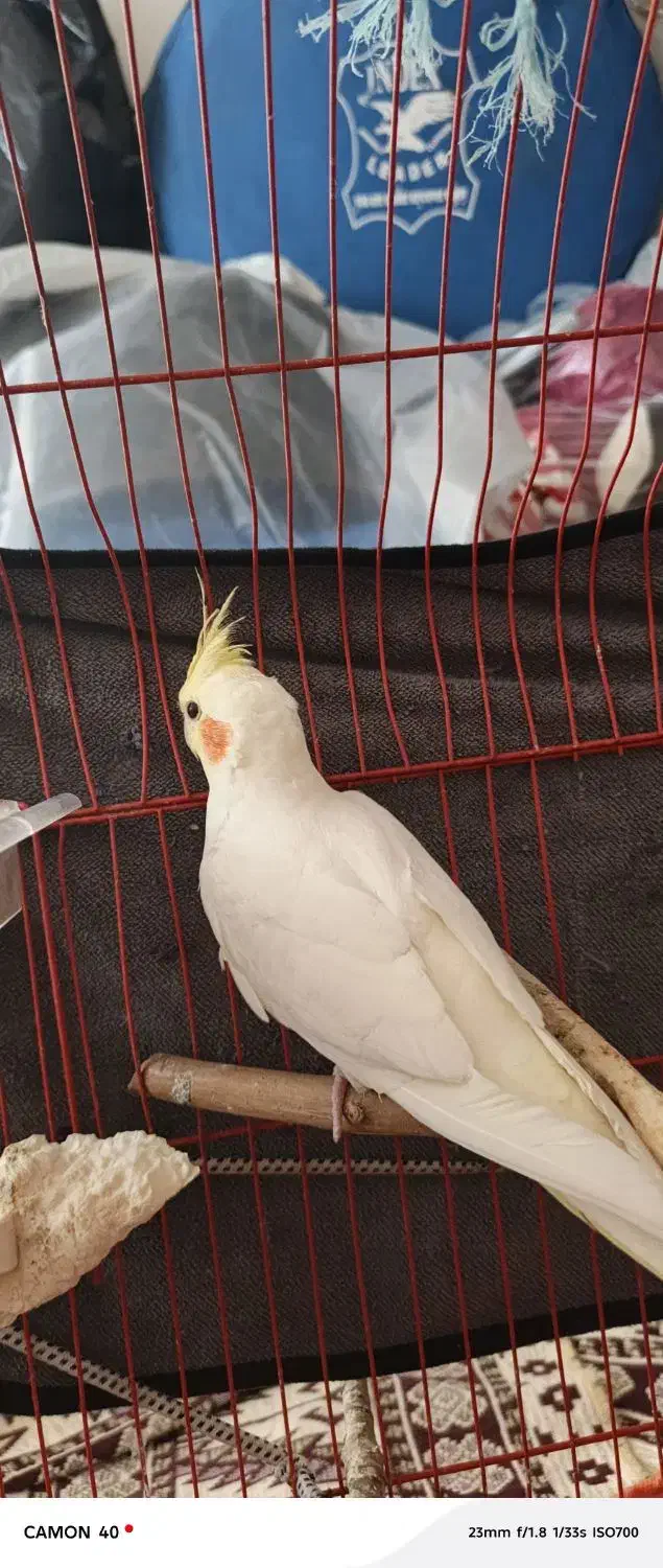 عروس هلندی|پرنده|پیرانشهر, |دیوار