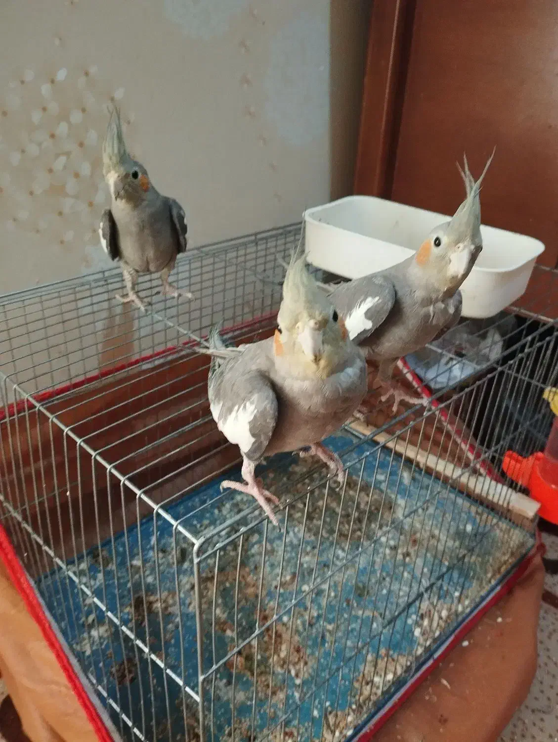 طوطی عروس هلندی|پرنده|بندر ماهشهر, |دیوار