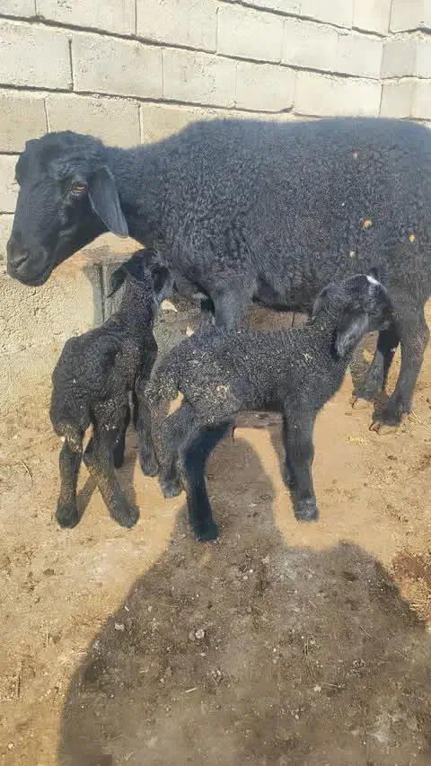 گوسفند|حیوانات مزرعه|لیلان, |دیوار