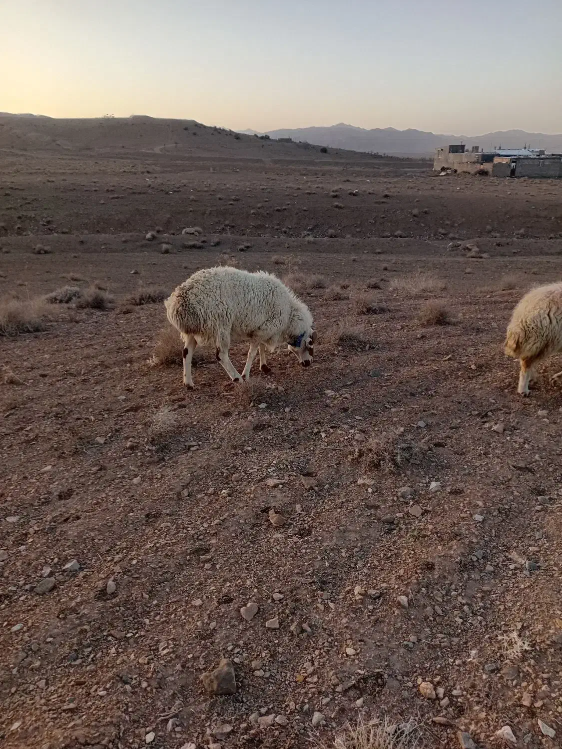 گوسفند|حیوانات مزرعه|سده (خراسان جنوبی), |دیوار