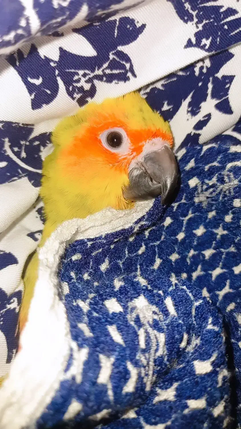 (طوطی خورشیدی گم شده)|پرنده|تایباد, |دیوار