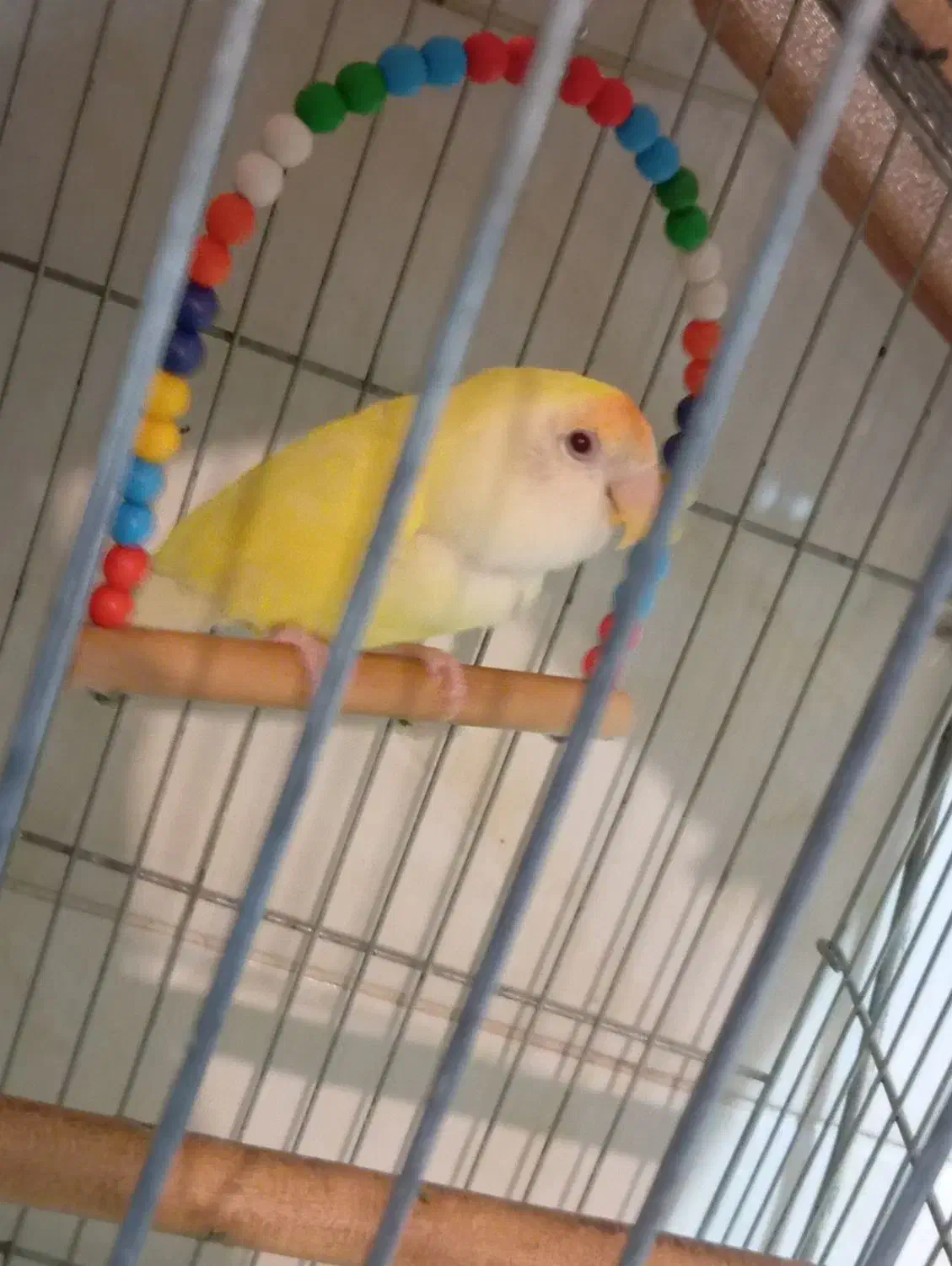 پرنده|پرنده|بندر انزلی, کلیور|دیوار