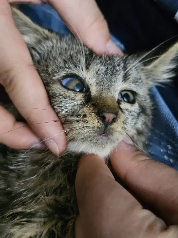 واگذاری رایگان بچه گربه نر دو ماهه|گربه|لاهیجان, فیاض|دیوار