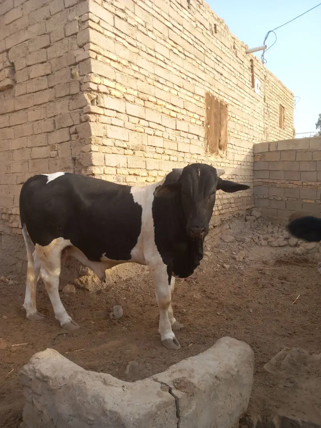 نوچ|حیوانات مزرعه|نیمروز, |دیوار