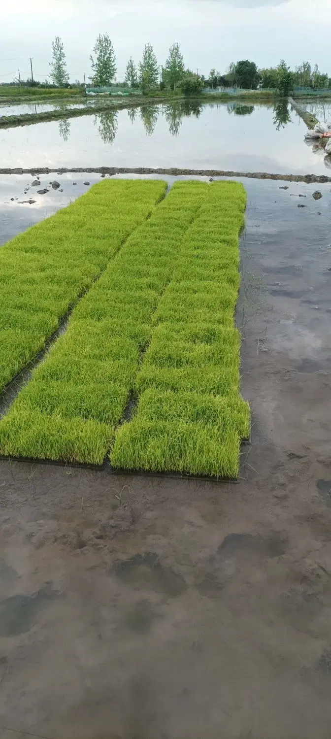 نشا برنج|گل و گیاه طبیعی|رودسر, |دیوار