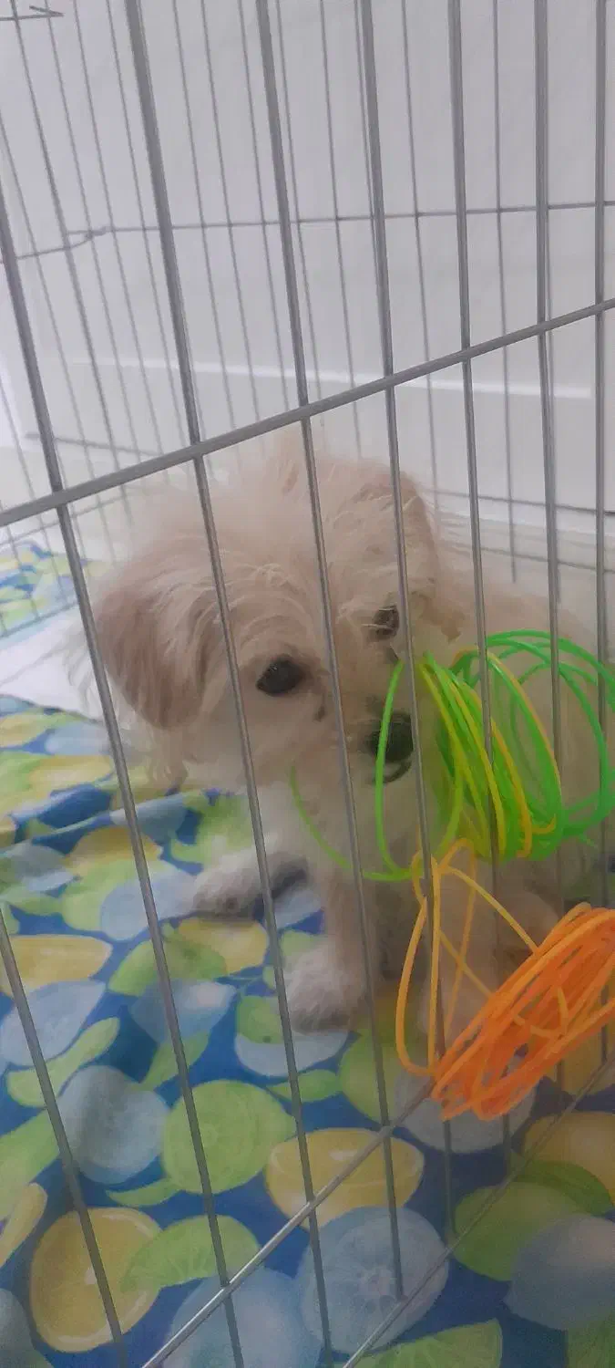 توله سگ ماده ۲ ماهه شیتزوپودل|سگ|قم, انسجام|دیوار