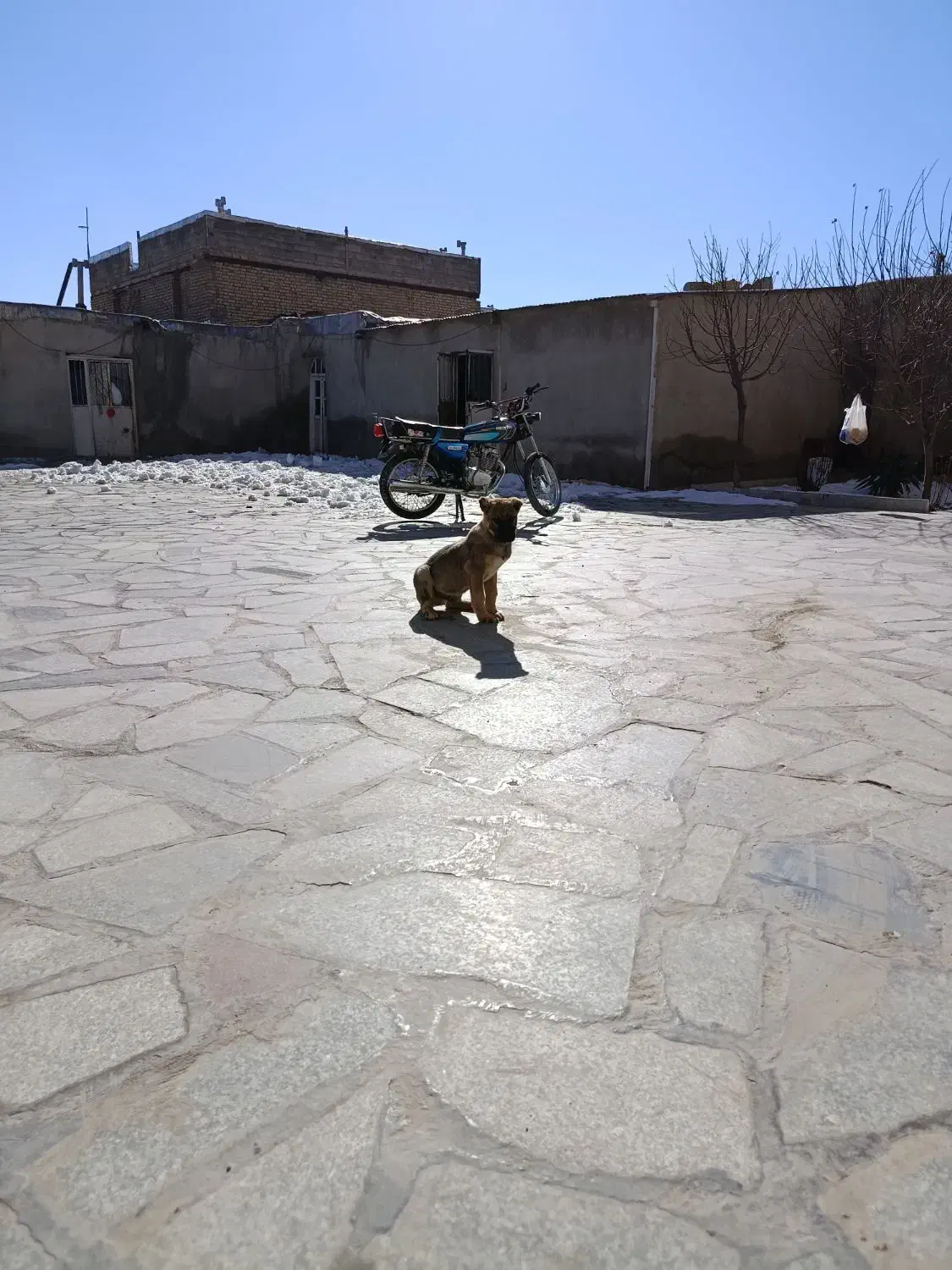 سگ گم شده|حیوانات|بهار, |دیوار