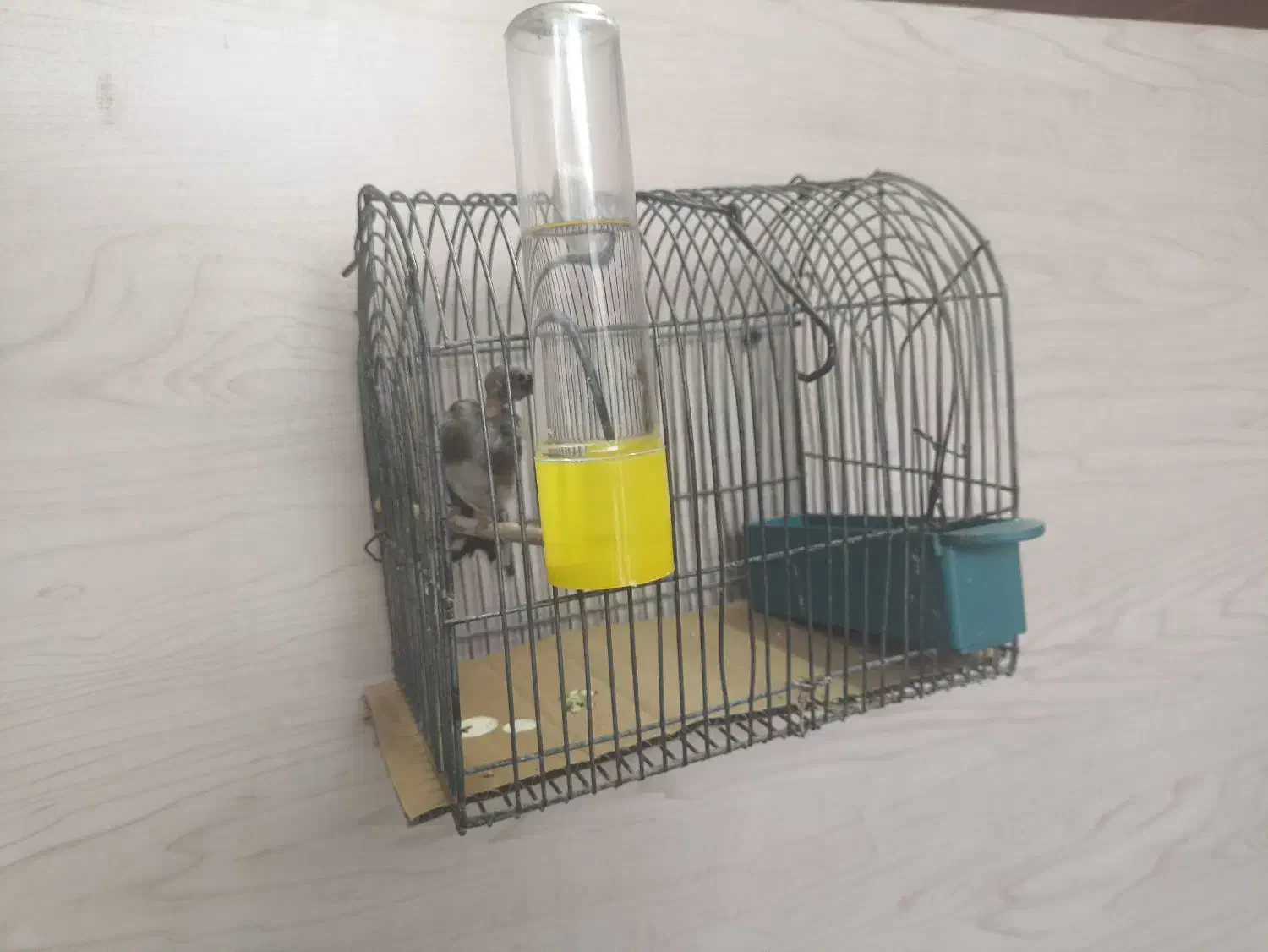 سهره|پرنده|لار, |دیوار