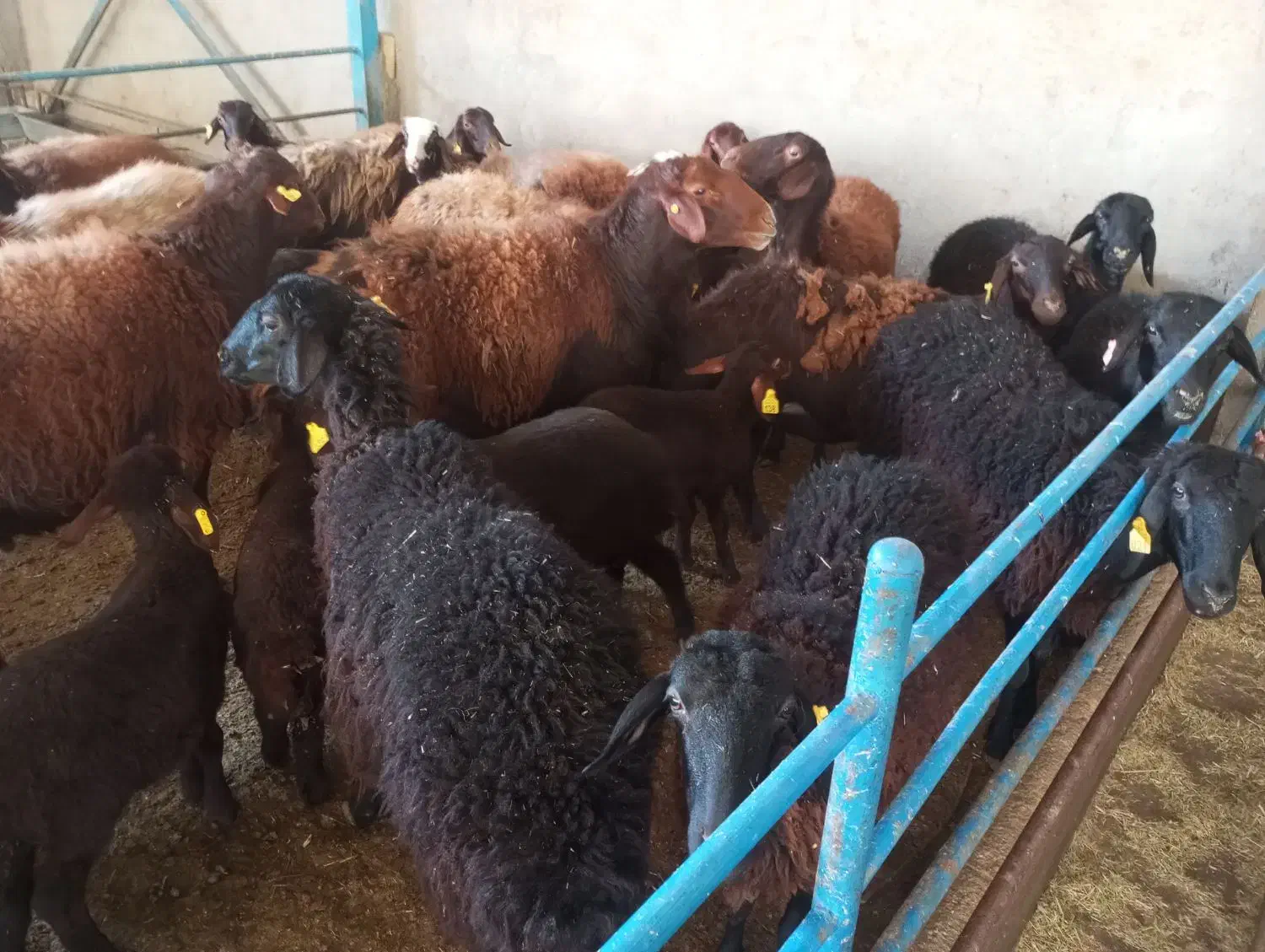 میش وبره|حیوانات مزرعه|مشهد, شمس آباد|دیوار