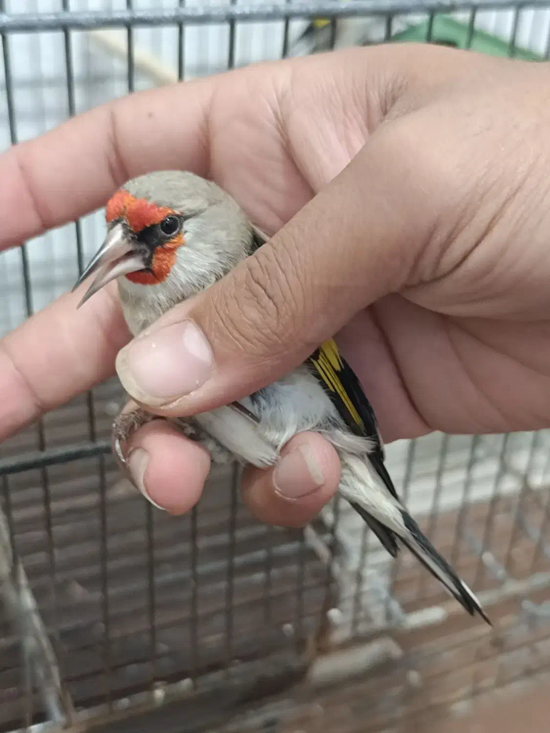 سهره وحش پاییزی دورگ|پرنده|شیراز, بالا کفت|دیوار