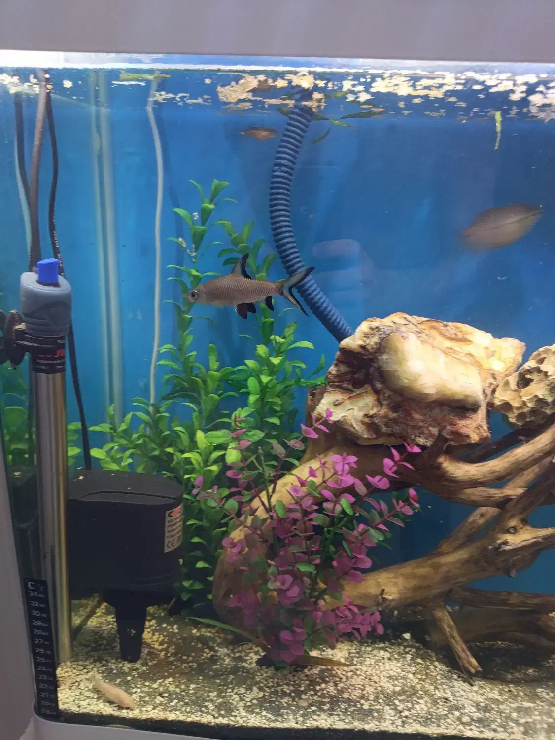 یک آکواریوم لاکچری|ماهی|مشهد, الهیه|دیوار