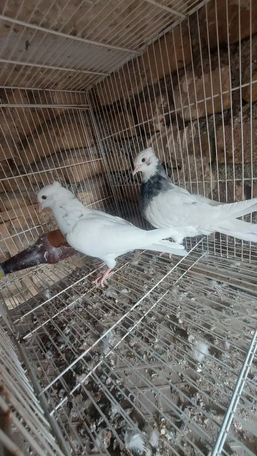 ۵ عدد کبوتر جوانه رنگه|پرنده|فردوس (خراسان), |دیوار