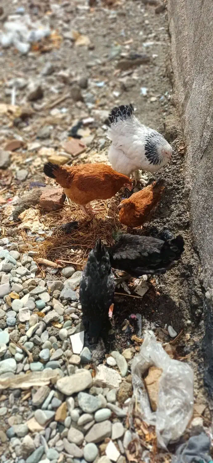 مرغ نژاد دار|حیوانات مزرعه|مشکین‌دشت, |دیوار