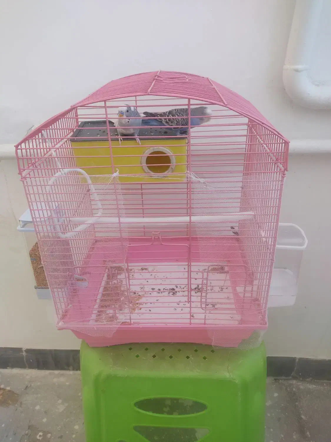 دو عدد مرغ عشق همراه با قفس|پرنده|بوکان, |دیوار