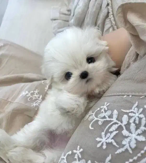 سگ مالتیپو جیبی فی 5|سگ|قم, انسجام|دیوار